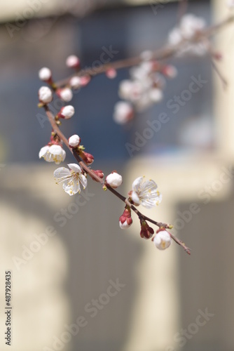 blooming apricot branch with white flowers