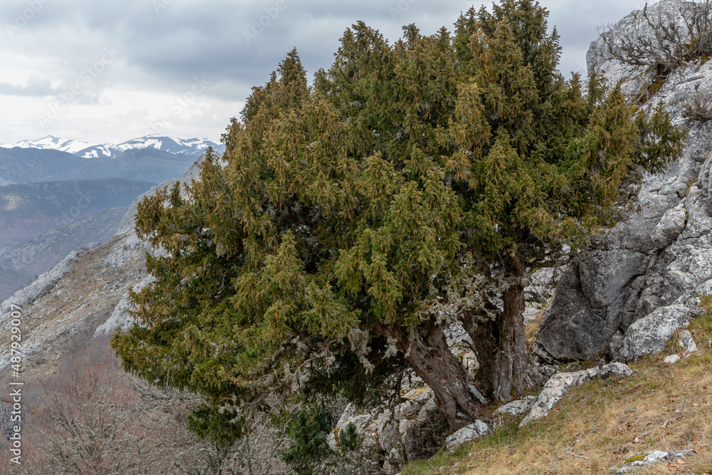 Taxus baccata. Common yew, tree next to the rocks in the mountain. Taxus baccata. Common yew, tree next to the rocks in the mountain.