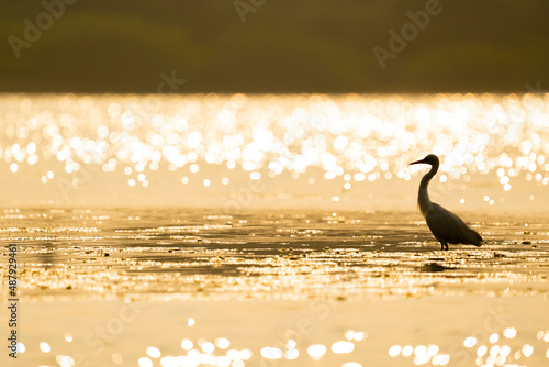 Silhouette of an egrett