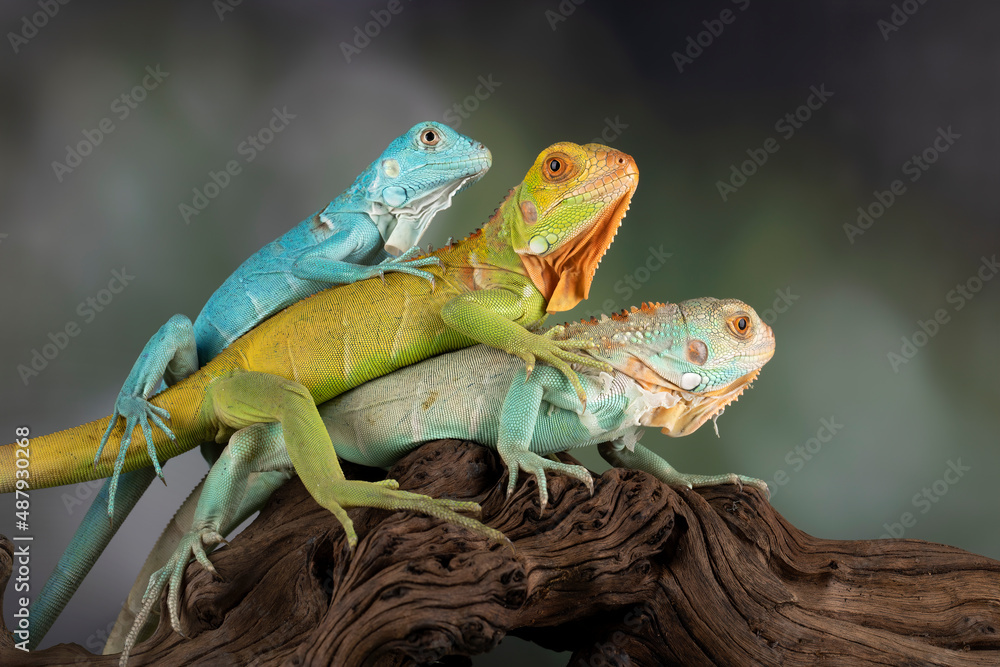 Obraz premium The Blue Iguana, Red Iguana, and Blue Red Iguana juvenile posing in a conservation area.