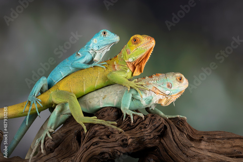 The Blue Iguana, Red Iguana, and Blue Red Iguana juvenile posing in a conservation area.