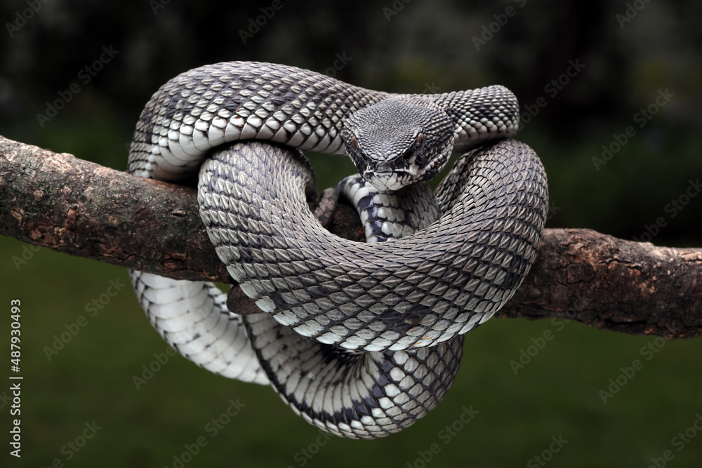 Φωτογραφία Beautiful Mangrove Pit Viper - White and Black (Trimeresurus purpureomaculatus) on tree branch