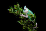 Beautiful juvenile Piebald Veiled or White Piebald Chameleon (Chamaeleo calyptratus) on a tree branch.
