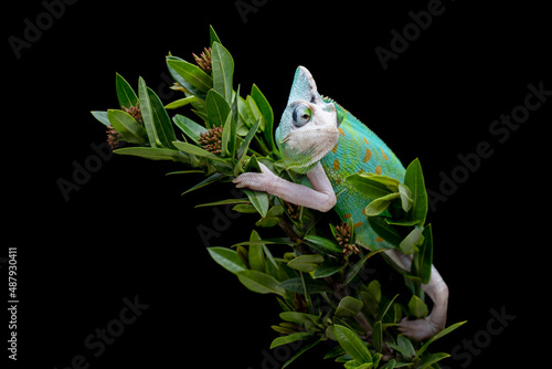 Beautiful juvenile Piebald Veiled or White Piebald Chameleon (Chamaeleo calyptratus) on a tree branch. photo