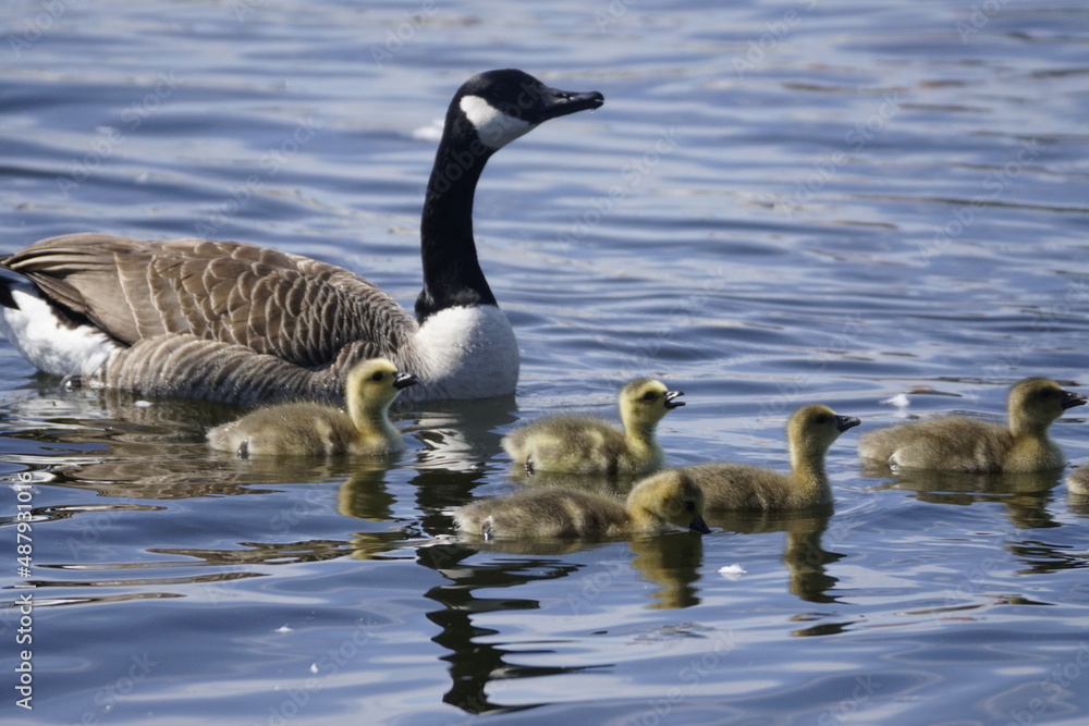 Gänse, Gänsefamilie bei Ausflug. Junge Tiere, Küken im Sonnenlicht Gänse, Gänsefamilie bei Ausflug. Junge Tiere, Küken im Sonnenlicht