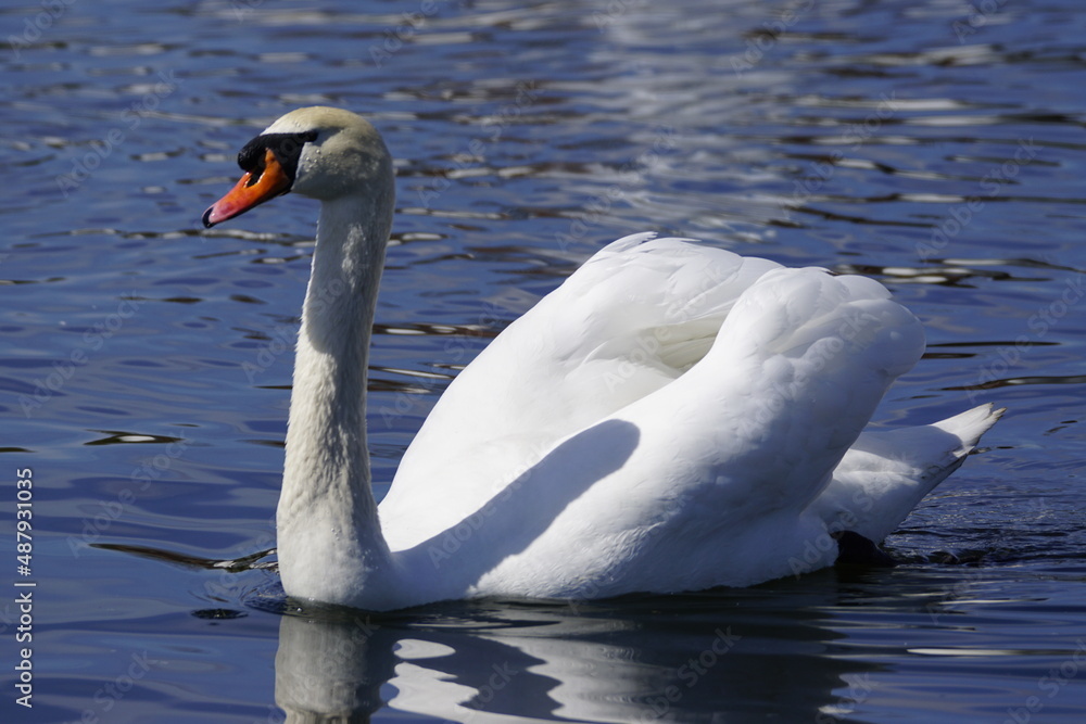 Obraz premium Stolzer Schwan auf einem See 