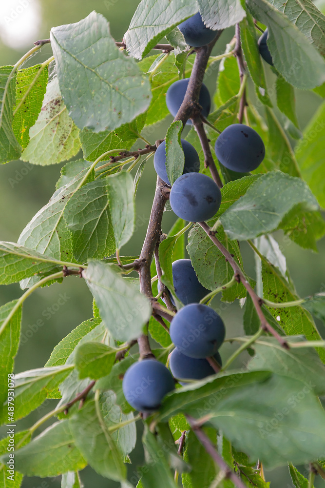 Thorn bushes and berries Thorn bushes and berries