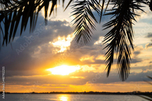 Sunset through palm fronds
