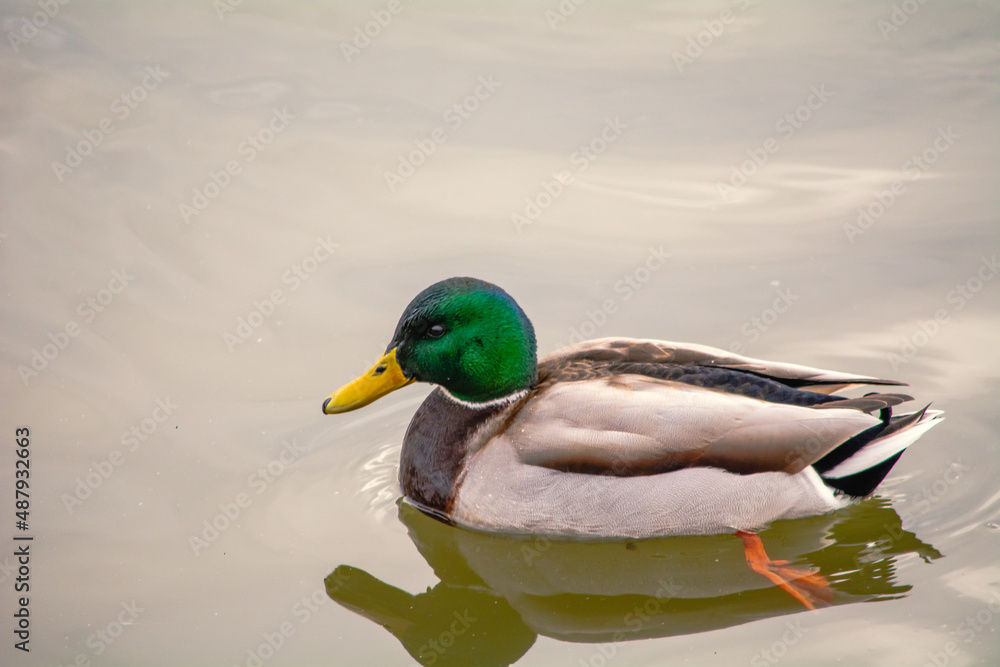 Mallard, Mallard, Mallard duck - a species of large water bird from the duck family. Mallard, Mallard, Mallard duck - a species of large water bird from the duck family.