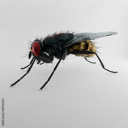 house fly realistic 