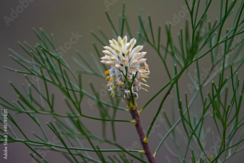 white flower - Conesticks Petrophile pulchella - Australian Native photo