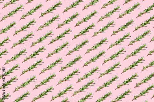 Rosemary pattern on colored background. Springs of rosemary pattern