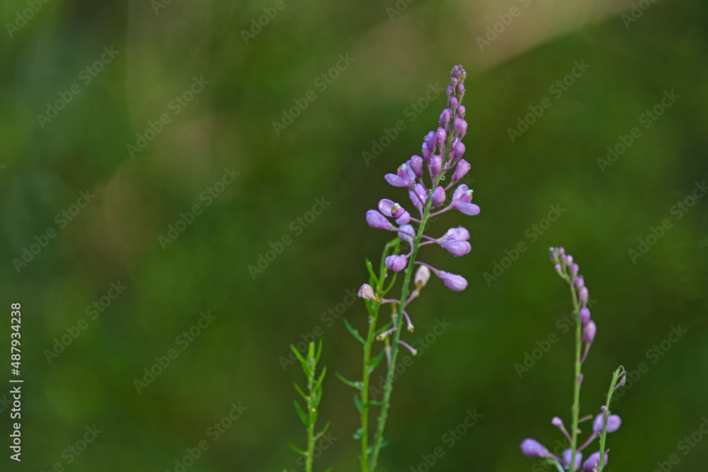pink flower - Comesperma pink flower - Comesperma