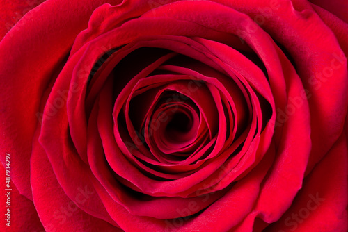 Beautiful red rose flower background top view. Macrophotography of rose flower head.