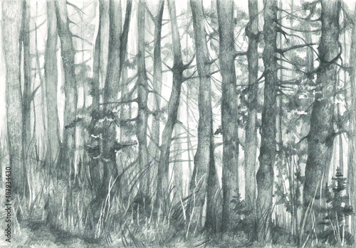 A beautiful forest hand-drawn with graphite pencil. Vector black and white illustration. Design of wallpaper, background, interior, wallpaper, wall, book illustration.