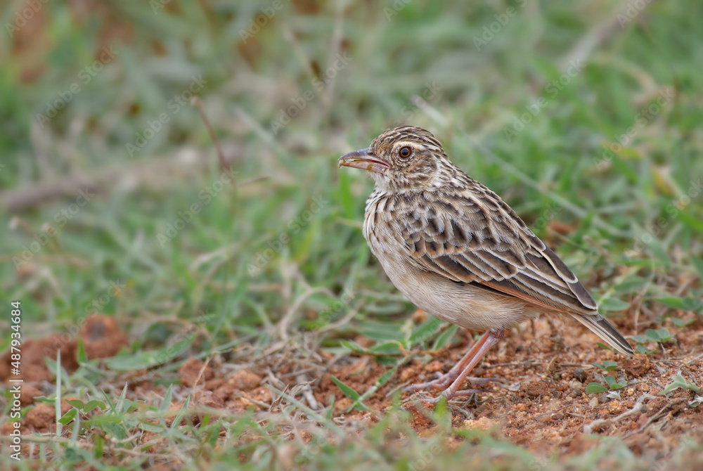 Oriental Skylark - Alauda gulgula, beautiful song bird from Asian grasslands and meadows, Sri Lanka. Oriental Skylark - Alauda gulgula, beautiful song bird from Asian grasslands and meadows, Sri Lanka.