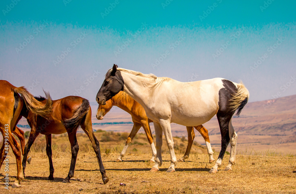 Horses gallop over mountains and hills. A herd of horses grazes in the autumn meadow. Livestock concept, with place for text. Horses gallop over mountains and hills. A herd of horses grazes in the autumn meadow. Livestock concept, with place for text.
