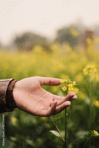 person holding a flower mustard  © ravinepz