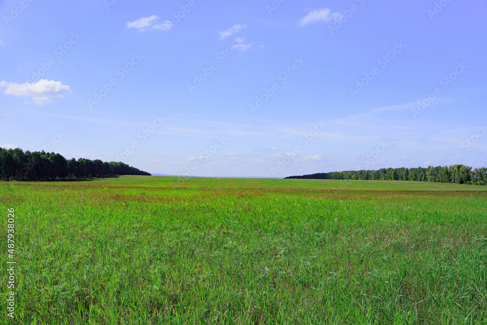 The landscape is a beautiful green field. With a blue sky. Park area. Trees in summer. Sunny day