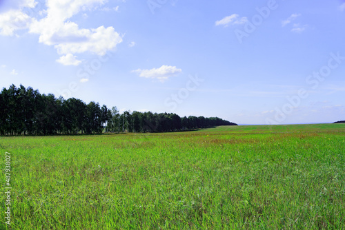 The landscape is a beautiful green field. With a blue sky. Park area. Trees in summer. Sunny day