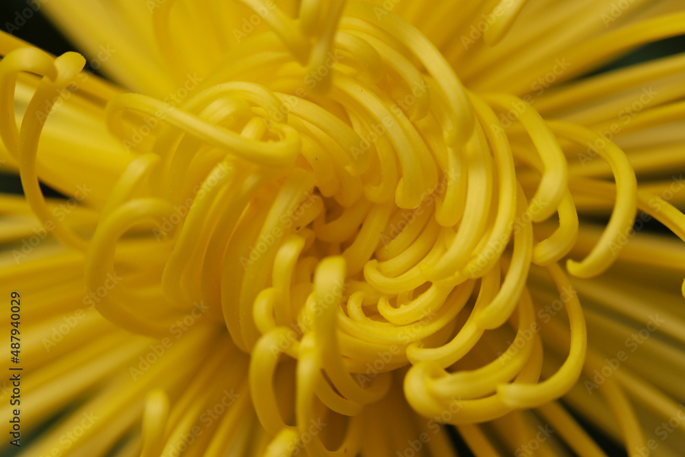 Large yellow chrysanthemum flower closeup macro photograph. 渦を巻くように咲く黄色い大輪の菊の花の花びらをマクロ接写撮影した写真。 Large yellow chrysanthemum flower closeup macro photograph. 渦を巻くように咲く黄色い大輪の菊の花の花びらをマクロ接写撮影した写真。