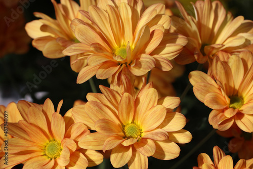 Natural Spray mum, chrysanthemum flower for exhibition under the sun. 多弁の桃色の菊の花たち。