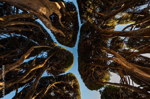 Trees or bush plant from below look like clouds in the sky. Concept of cloud technology and impact on nature. Are cloud servers harmful for the environment? Internet cloud server electrical depletion photo