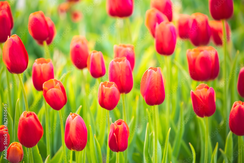 Blooming tulips in Holland. Field of red tulips close-up as a concept of the holiday and spring. Pink and red tulips at the Holland Flower Festival. Blooming tulips in Holland. Field of red tulips close-up as a concept of the holiday and spring. Pink and red tulips at the Holland Flower Festival.