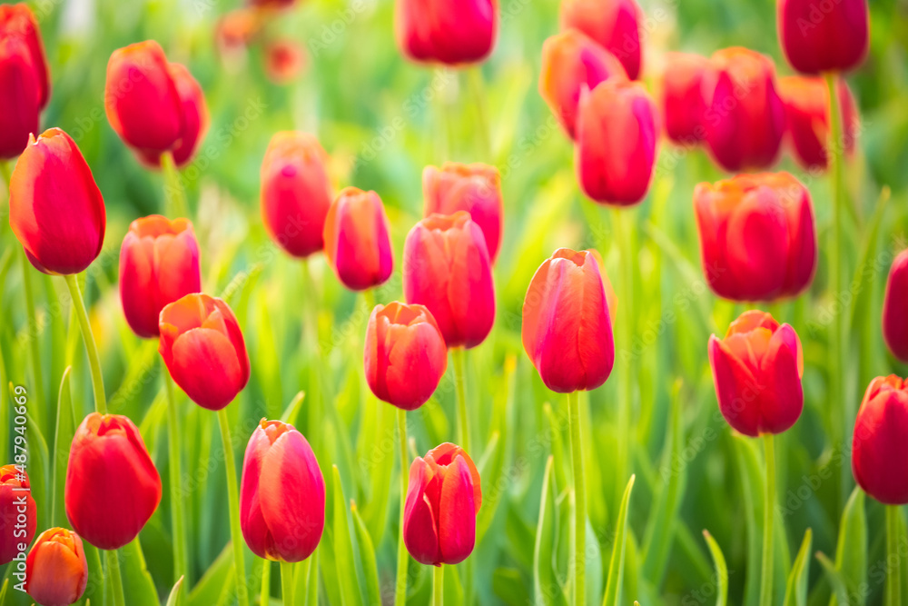 Blooming tulips in Holland. Field of red tulips close-up as a concept of the holiday and spring. Pink and red tulips at the Holland Flower Festival.