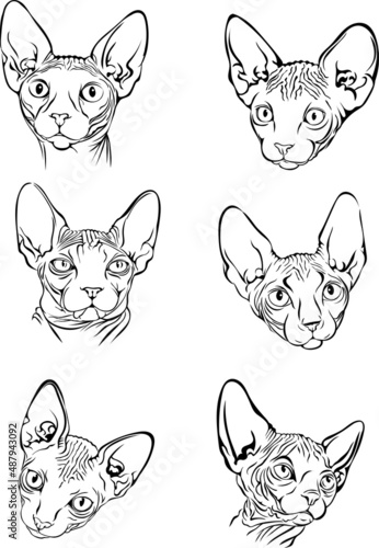 image of a cat,  Sphynx cat, portrait, illustration, set, white, black, isolated, simple, icon, art, symbol, graphic, drawing