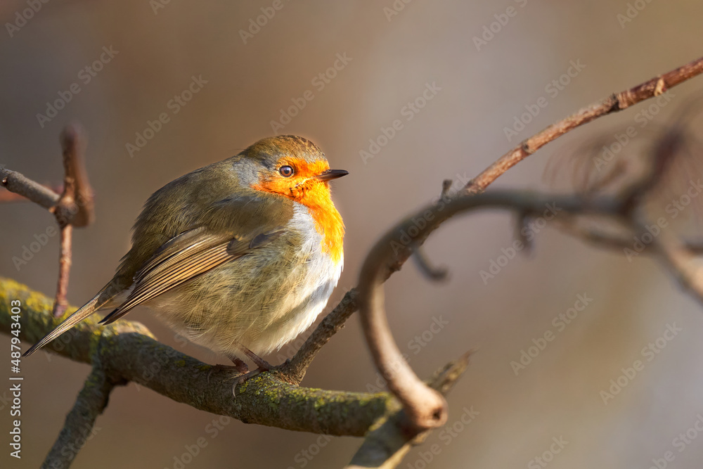 Thick robin (Erithacus rubecula) on a bare branch in winter. Side view. Thick robin (Erithacus rubecula) on a bare branch in winter. Side view.