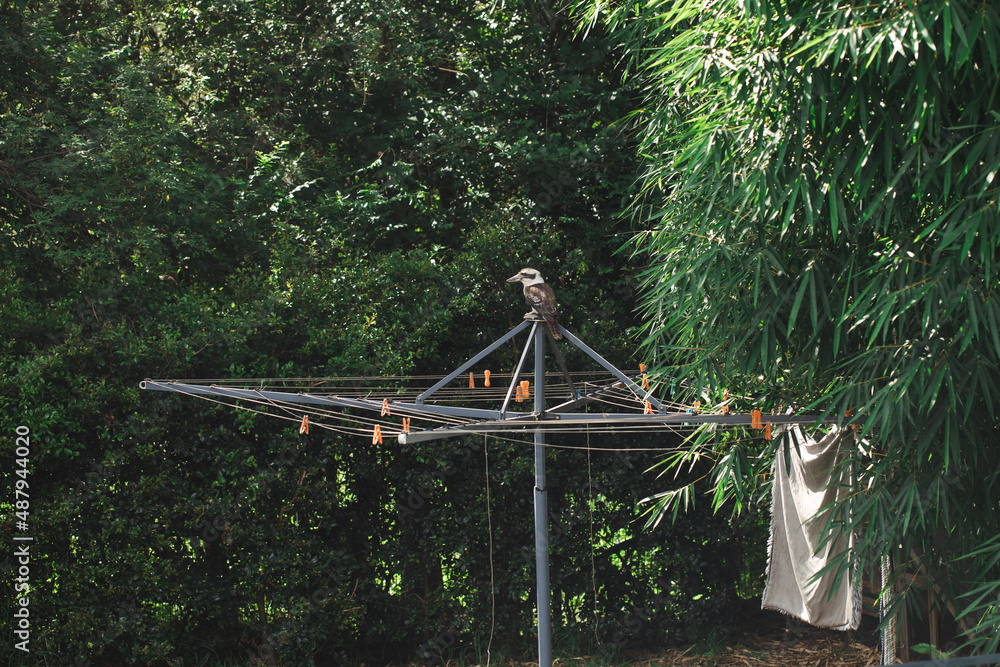 Single kookaburra sitting on clothes line in Australian backyard Single kookaburra sitting on clothes line in Australian backyard