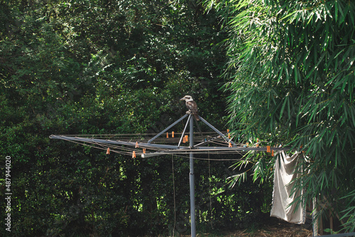 Single kookaburra sitting on clothes line in Australian backyard