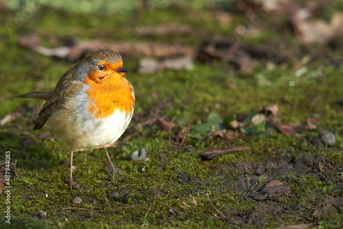 Thick robin (Erithacus rubecula) on green mossy ground. High angle view from the Side. © Jan