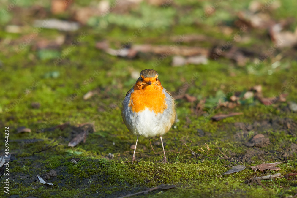 Beautiful robin (Erithacus rubecula) on green mossy ground. High angle view. Symmetrical. Beautiful robin (Erithacus rubecula) on green mossy ground. High angle view. Symmetrical.