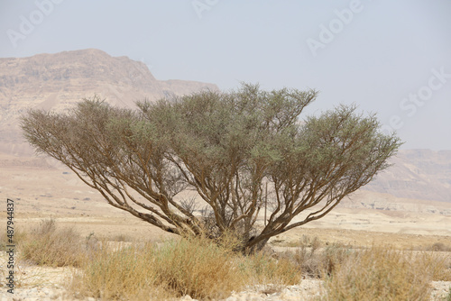 Rocky hills of the Negev Desert in Israel. Breathtaking landscape and nature of the Middle East at sunset. High quality photo photo