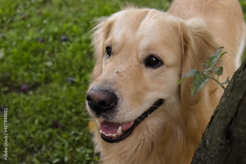 golden retriever dog enjoying outdoors in the green yard with a mosquito on his nose