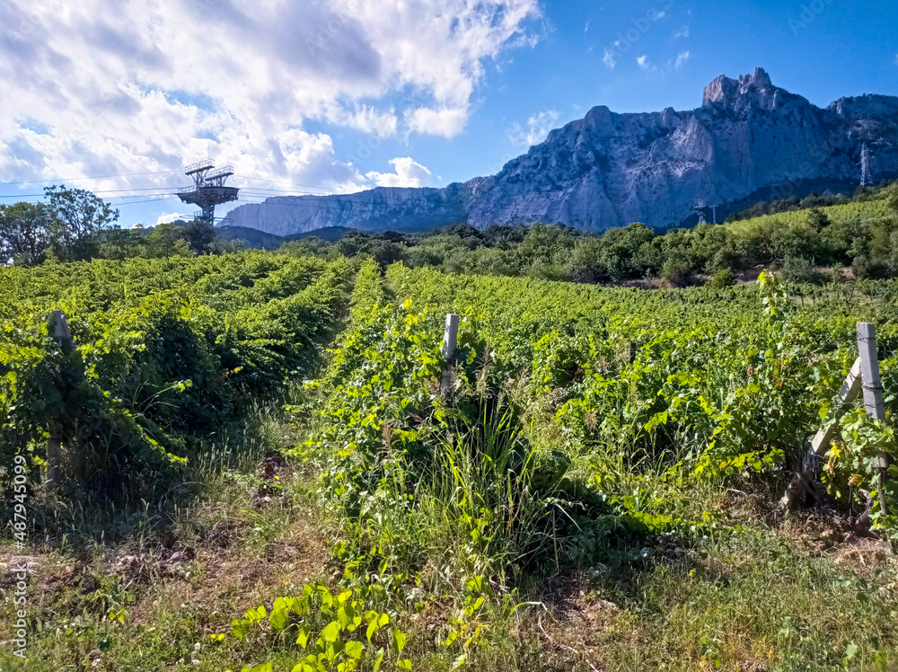 Fototapeta premium vineyard