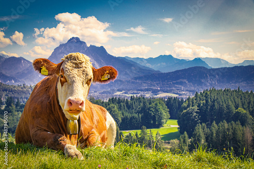 Kuh auf einer Weide im Allgäu