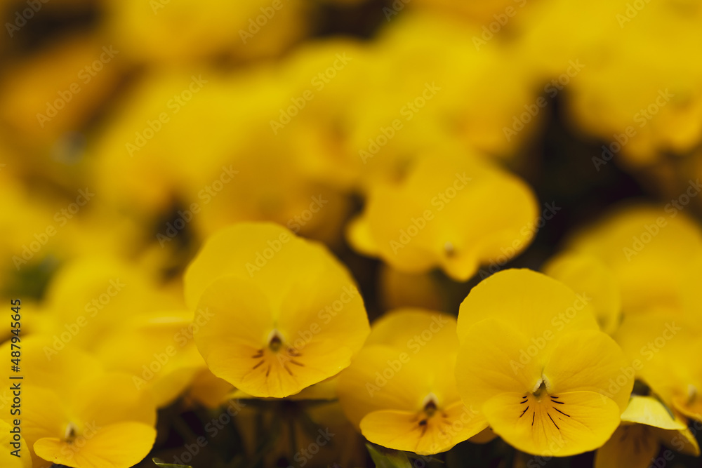 Yellow pansy flowers, vivid spring colors background. Macro images of flower faces. Pansies in the garden Yellow pansy flowers, vivid spring colors background. Macro images of flower faces. Pansies in the garden