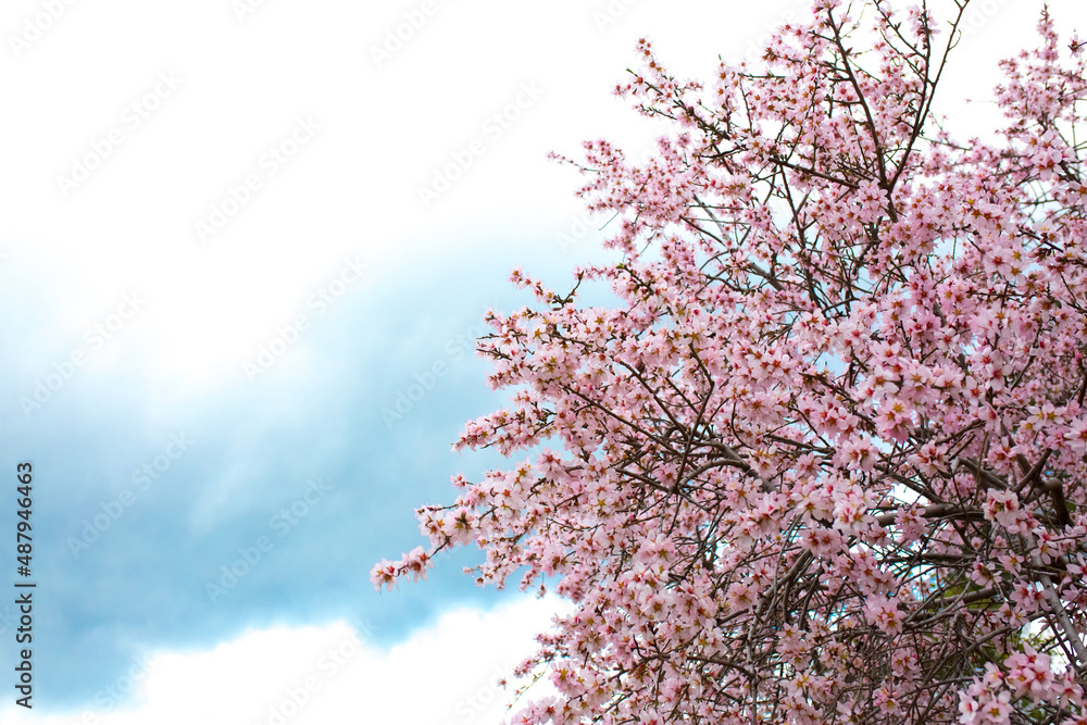 Spring blooming sakura trees. Pink flowers Sakura Spring landscape with blooming pink tree. Beautiful sakura garden on a sunny day.Beautiful concept of romance and love with delicate flowers.