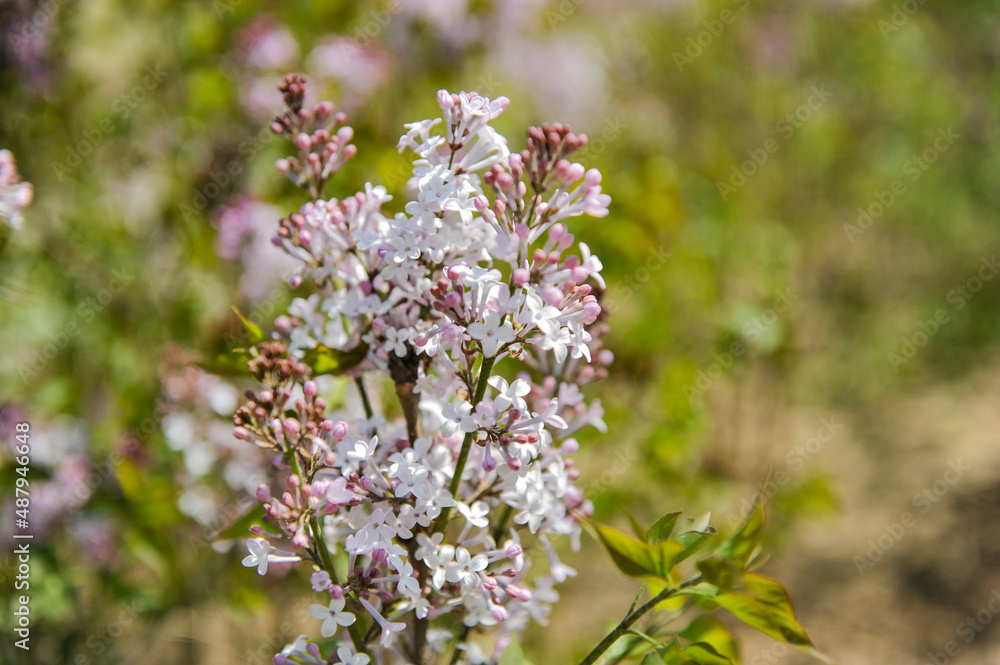 In spring, lilacs are in full bloom in northern China In spring, lilacs are in full bloom in northern China