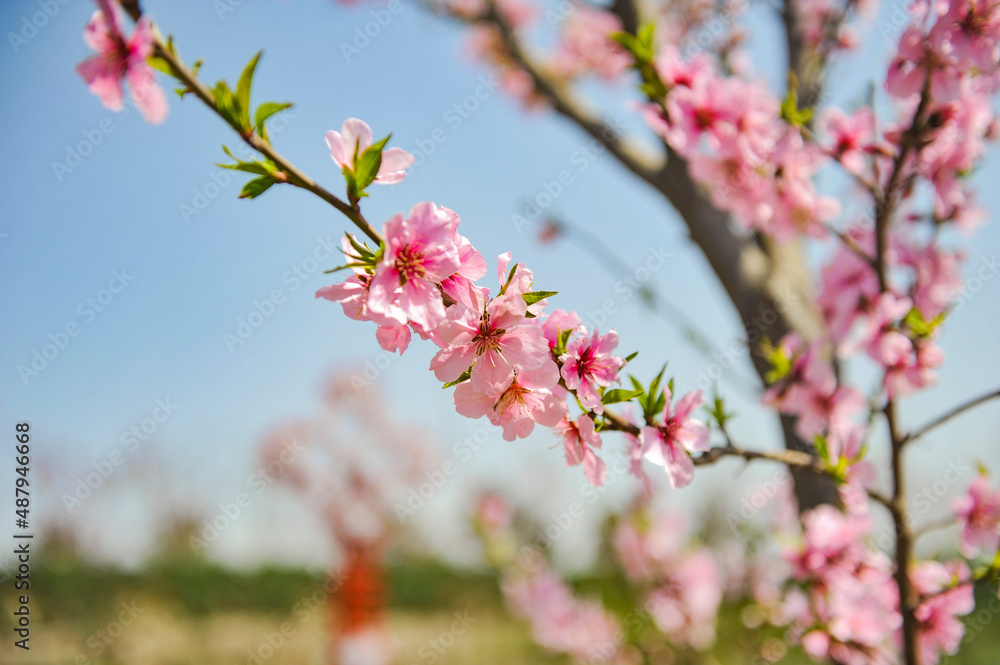 In spring, Begonia flowers are blooming in northern China In spring, Begonia flowers are blooming in northern China