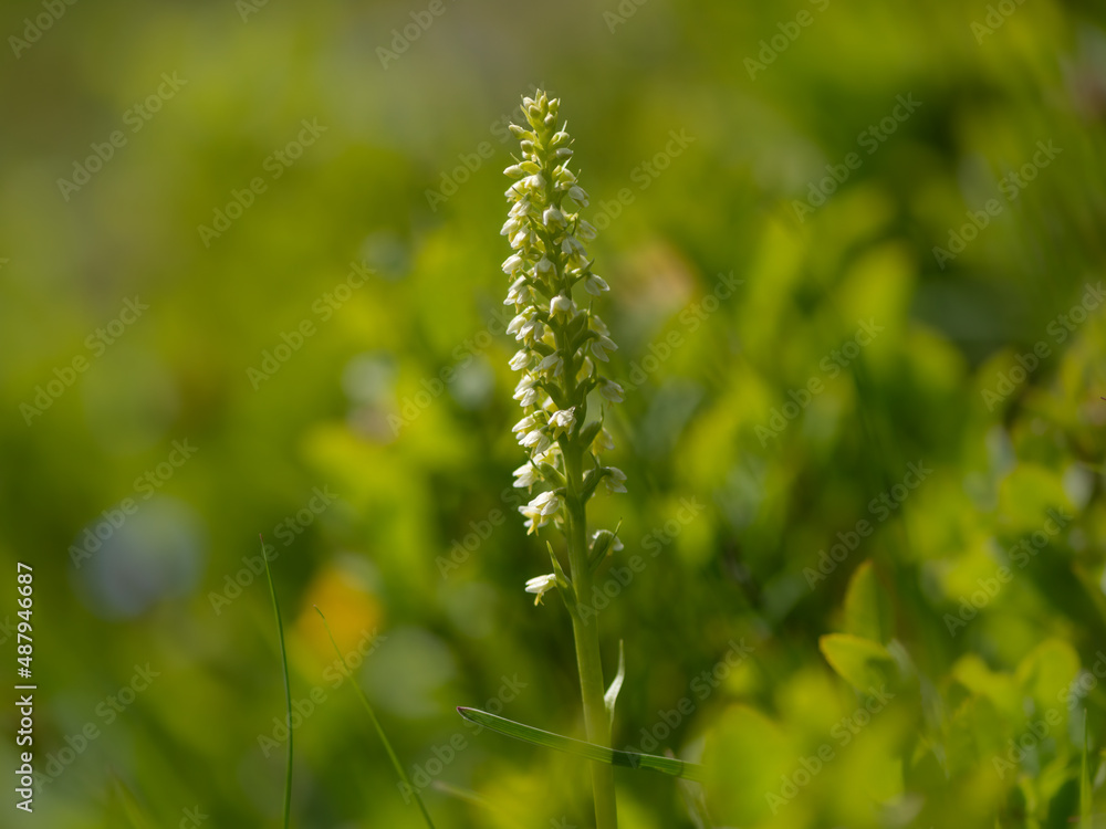 Closeup of Pseudorchis albida orchid on a sunny day in summer Closeup of Pseudorchis albida orchid on a sunny day in summer