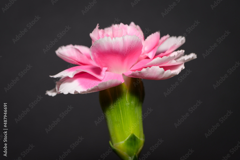 Closeup of a beautiful pink spray carnation