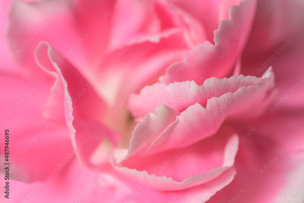 Closeup of a beautiful pink spray carnation