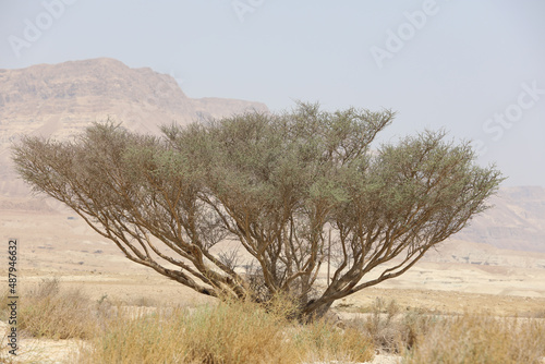 Rocky hills of the Negev Desert in Israel. Breathtaking landscape and nature of the Middle East at sunset. High quality photo photo