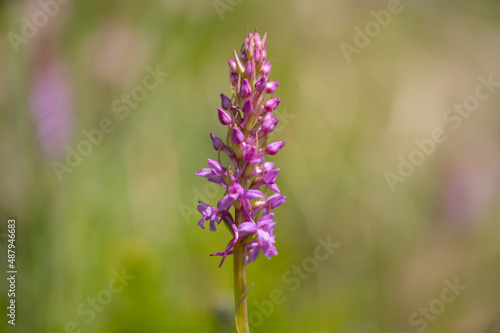 A chalk fragrant orchid on a sunny day in summer