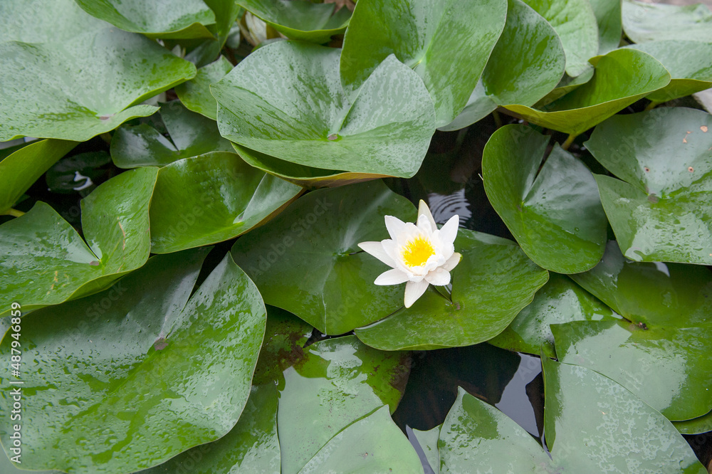 Lotus flowers planted in Chinese ancient architectural courtyards Lotus flowers planted in Chinese ancient architectural courtyards
