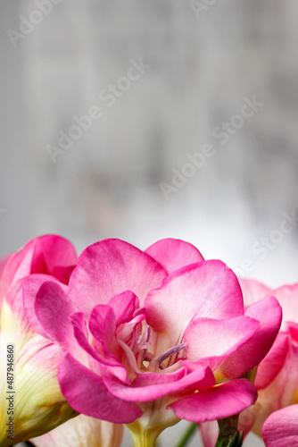 Pink freesia flowers on wooden background